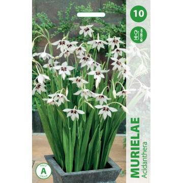 Acidanthera MURIELAE