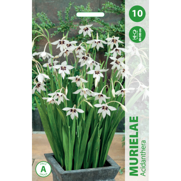 Acidanthera MURIELAE