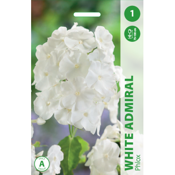 FLIOKSAI WHITE ADMIRAL