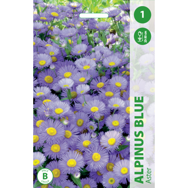 ASTERE ALPINUS BLUE