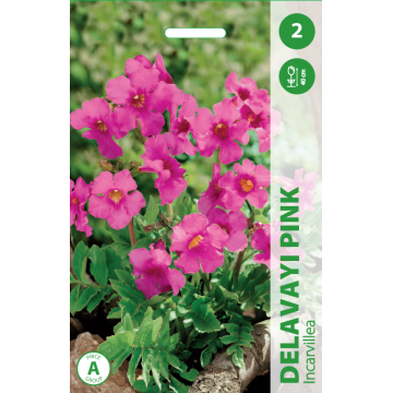 INCARVILLEA DELAVAYI PINK