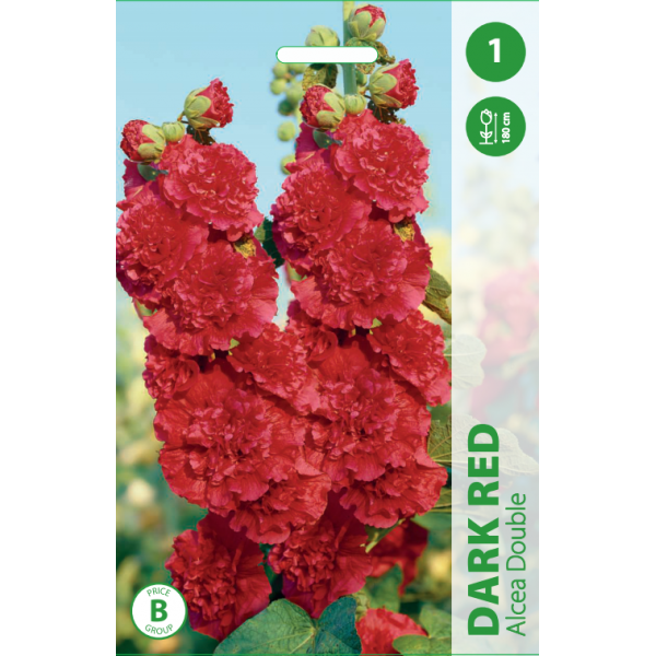 Parastā kāršroze DOUBLE DARK RED