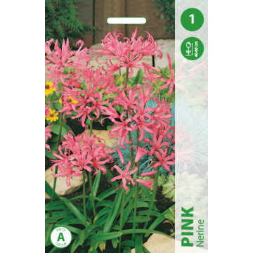 Луковицы цветов