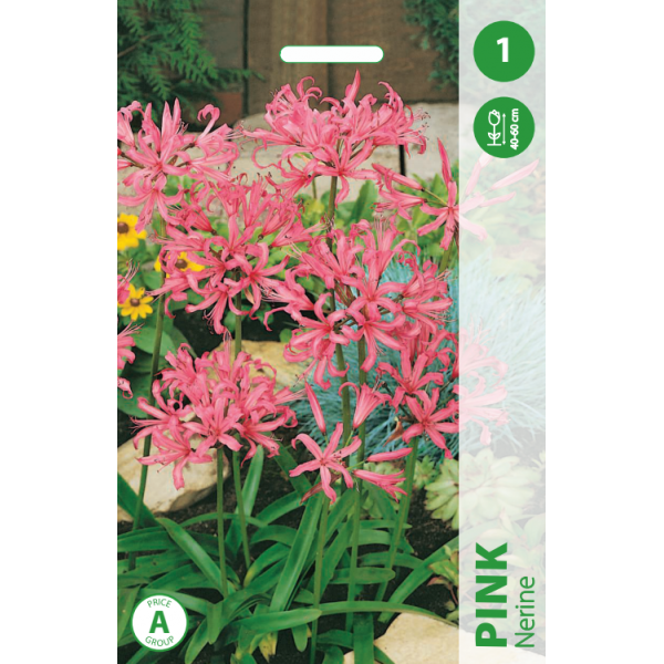 NERINE PINK
