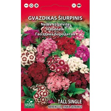 Bārdainais neļķes