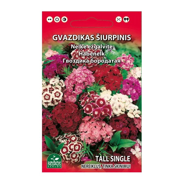 Bārdainais neļķes