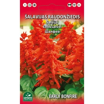 Sarkanžiedu salvija