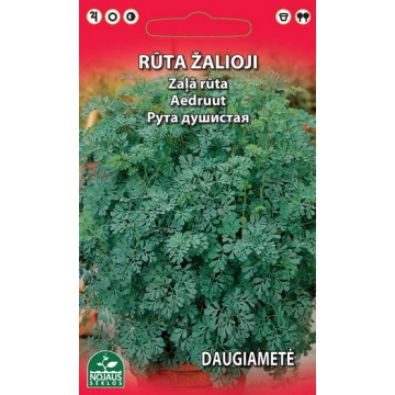 Zaļā rūta (daudzgadīga)