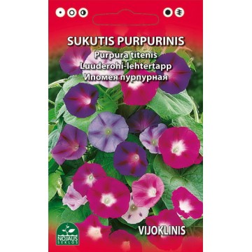 PURPURA IPOMEJA (KĀPELĒJOŠA)