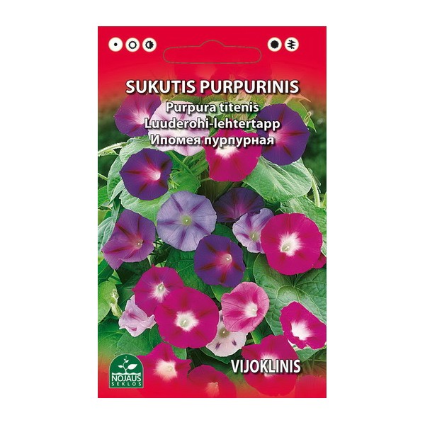 PURPURA IPOMEJA (KĀPELĒJOŠA)