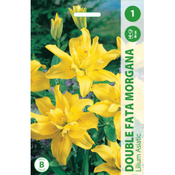 Lilija DOUBLE FATA MORGANA