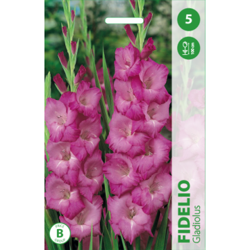 GLADIOLAS FIDELIO