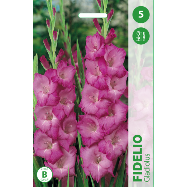 GLADIOLAS FIDELIO