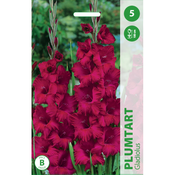 GLADIOLAS PLUMTART