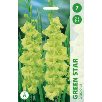 GLADIOLAS GREEN STAR