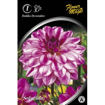 Dālijas SEDUCTION