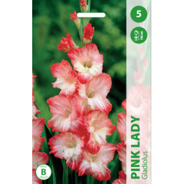 GLADIOLAS PINK LADY
