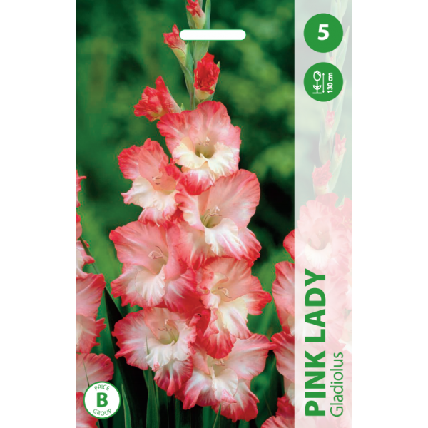 GLADIOLAS PINK LADY