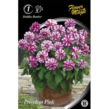 Dālijas PRICELESS PINK 1gab