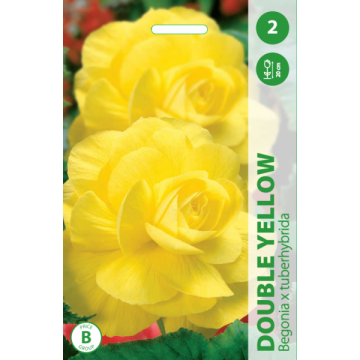 Begonija DOUBLE YELLOW