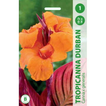 KANNAS TROPICANNA DURBAN 1 gab