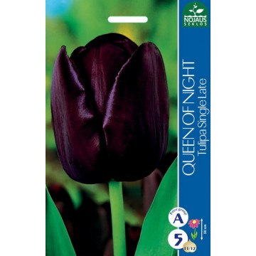 TULPES QUEEN OF NIGHT