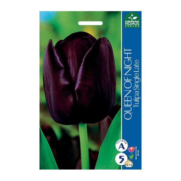 TULPES QUEEN OF NIGHT