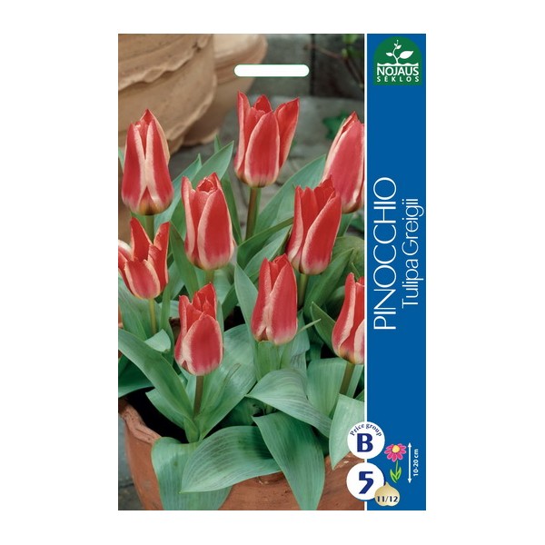 TULPES PINOCCHIO