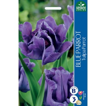 TULPES BLUE PARROT