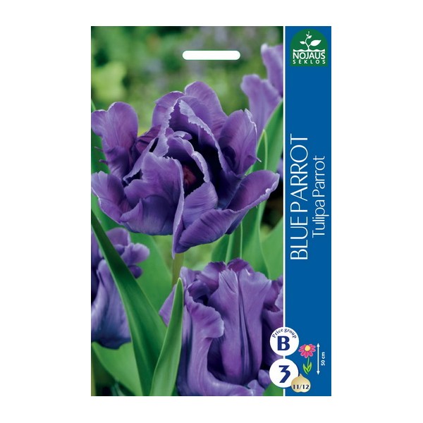 TULPES BLUE PARROT