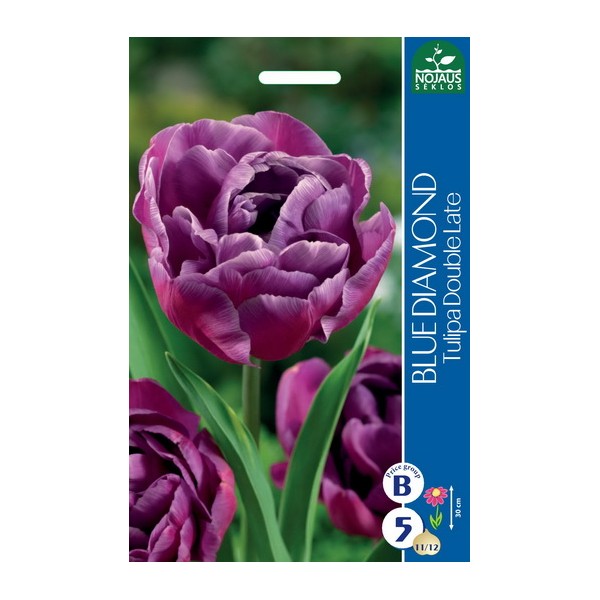 TULPES BLUE DIAMOND