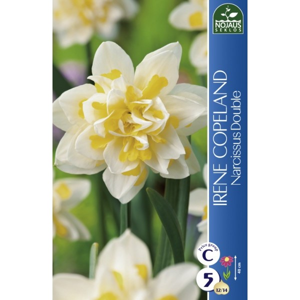 Narcises IRENE COPLAND, 5 sīpoli