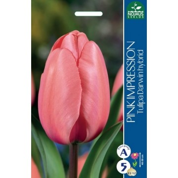 TULPES PINK IMPRESSION