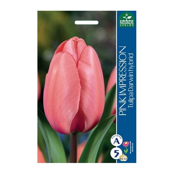 TULPES PINK IMPRESSION