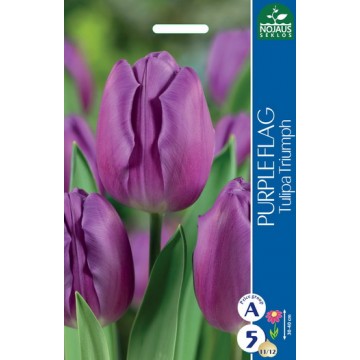 TULPES PURPLE FLAG