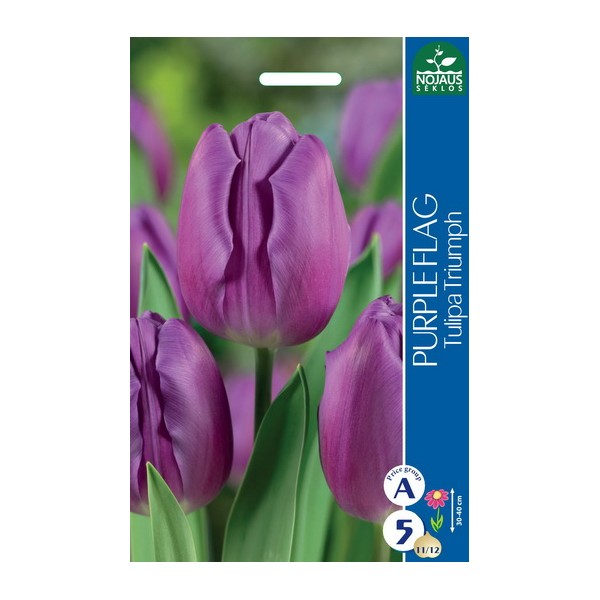 TULPES PURPLE FLAG