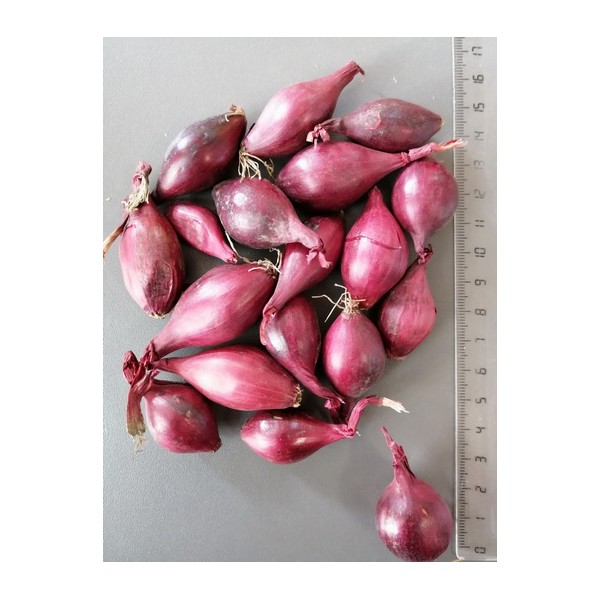 KARMEN 14/21 VĖLYVI SVOGŪNŲ SODINUKAI (0.5 KG)