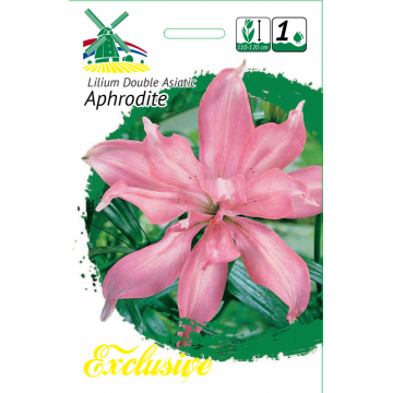 LILIJAS APHRODITE