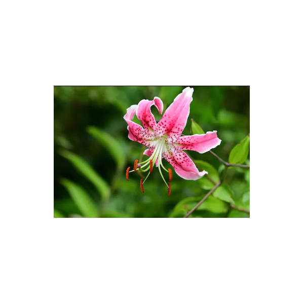 LILIJA SPECIOUS UCHIDA 2gab.