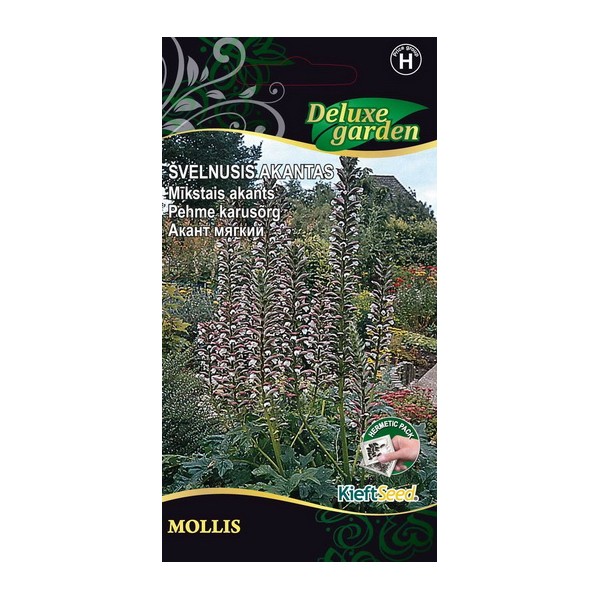 MĪKSTAIS AKANTS (ACANTHUS MOLLIS)