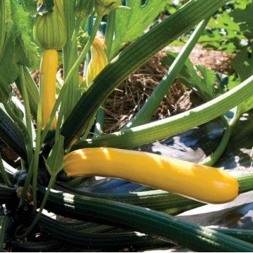 Cukini Golden Glory H, 5...