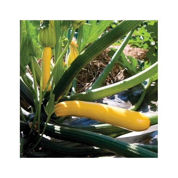 Cukini Golden Glory H, 5 sēklas