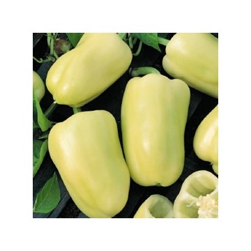 Paprikas Blondy H, 8 sēklas