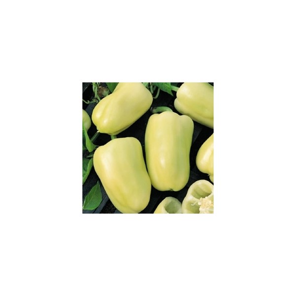 Paprikas Blondy H, 8 sēklas