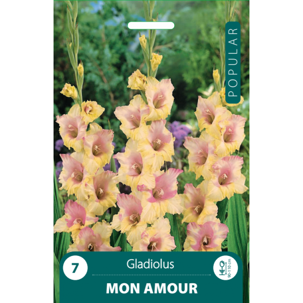 GLADIOLAS KARDELIAI MON AMOUR