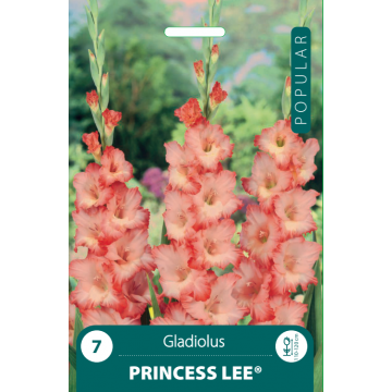 GLADIOLAS PRINCESS LEE