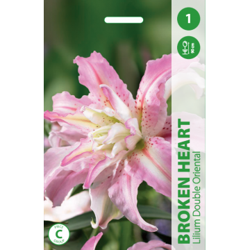 Lilija BROKEN HEART