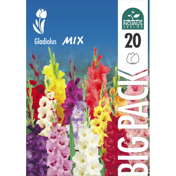 Gladiolas Mix BIG PACK 20gab.