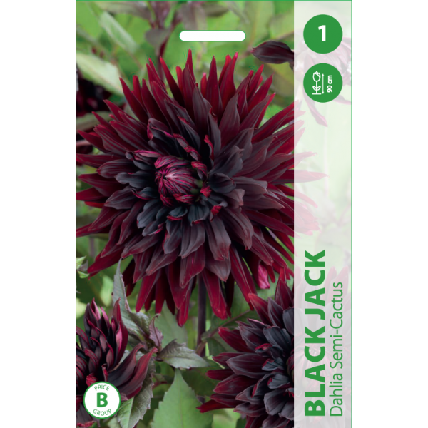 Dālijas BLACK JACK