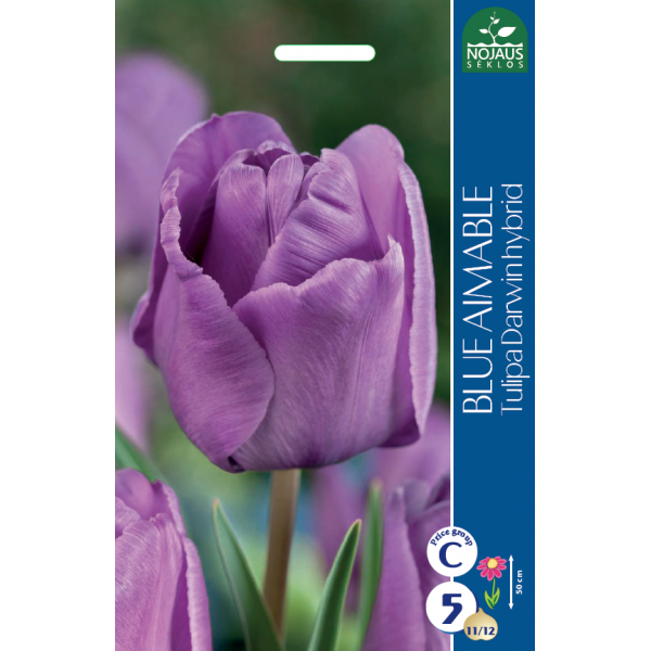 TULPES BLUE AIMABLE